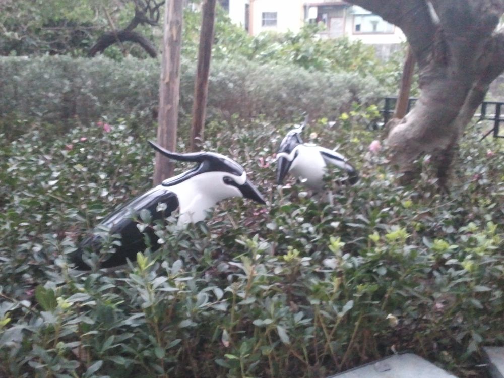 2012淡水白鷺絲圖片