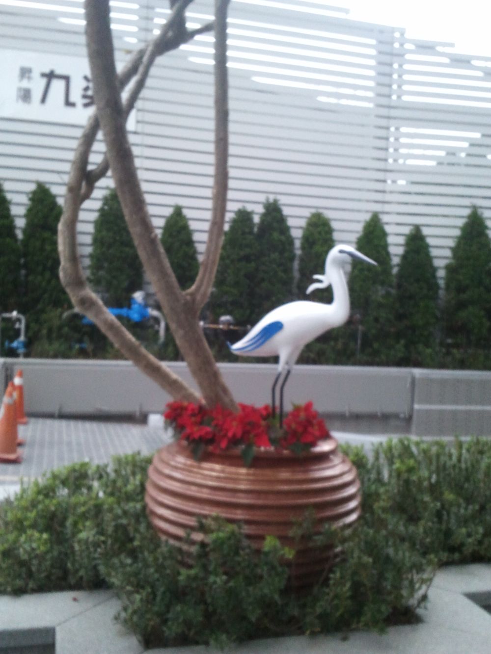 2012淡水白鷺絲圖片