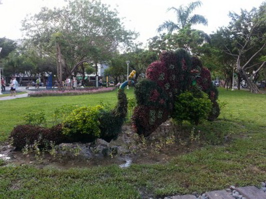2013精華公園(綠雕)孔雀圖片